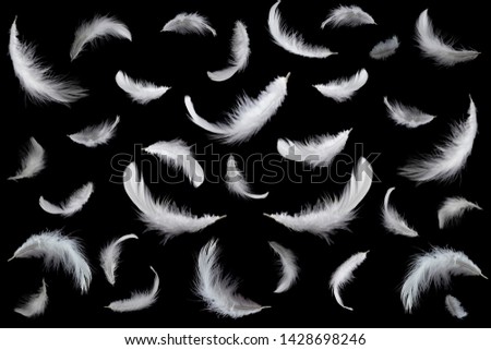 group of white feathers isolated on black background.