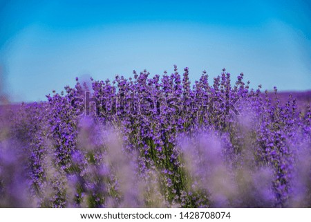 Lavender field in sunlight. Lavender bushes closeup on evening light. Purple flowers of lavender.
