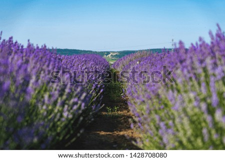 Lavender field in sunlight. Lavender bushes closeup on evening light. Purple flowers of lavender.