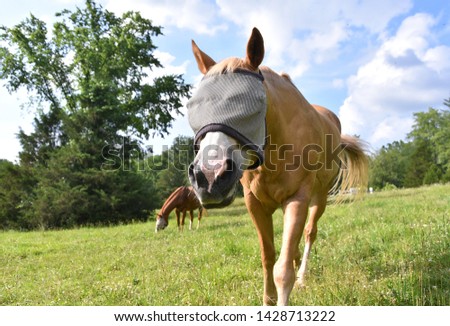 A palomino horse wearing a fly mask over a bright green landscape Royalty-Free Stock Photo #1428713222