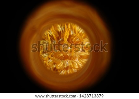 Under water sea anemone photo 