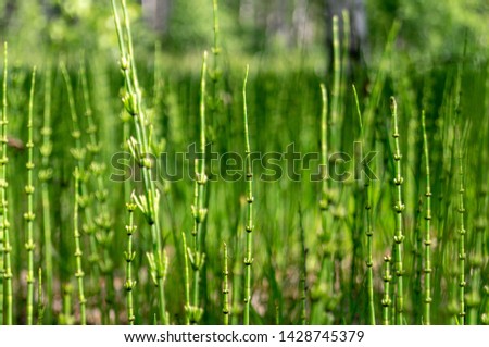 background of green plants in the form of sticks.