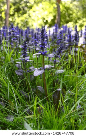 Closeup ajuga reptans - purple blue flower with blurred background in garden