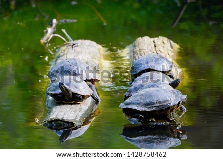 group of turtles sitting on a trunk in the water