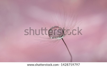 A drop of water on dandelion with a nice background and space for words. Abstract postcard and nature postcard. Soft colorful background. More with different background available in my profile.