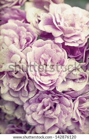 Close up on pink roses on vintage background