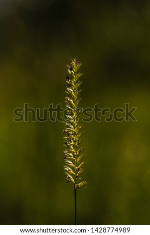 Wild grass, macro. Wild blade of grass lit by sunlight, closeup. Blossom wild grass. Dactylis glomerata