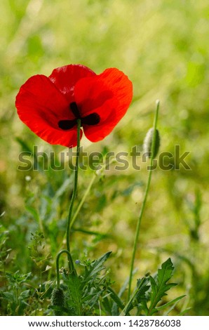 Red poppy flower against the sun.Beautiful red poppies with selective focus. soft light. Shallow depth of field