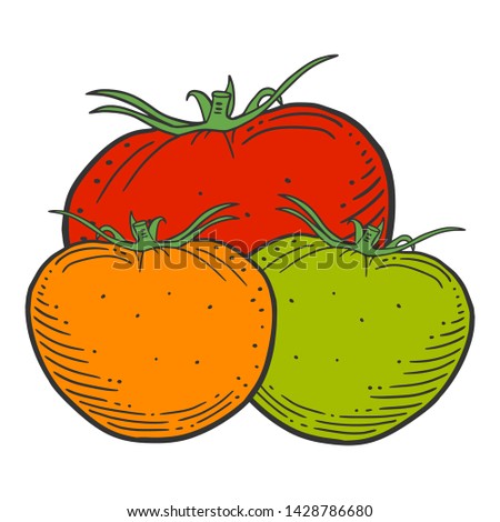 Ripe tomato. Vector concept in doodle and sketch style. Hand drawn illustration for printing on T-shirts, postcards.