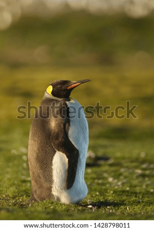 Close-up of a King penguin standing on grass in summer, Falkland islands.