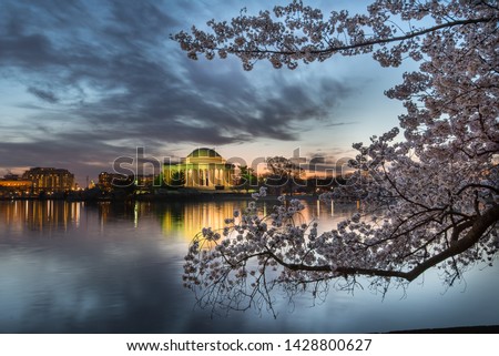 Cherry blossom at Tidal basin, Washington, D.C., USA