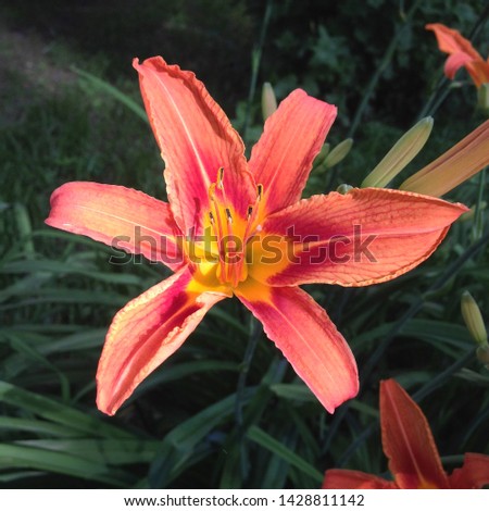 Macro photo nature blooming flower orange Lilium bulbiferum. Background texture plant fire lily with orange buds. Image plant blooming orange  tropical flower tiger lily