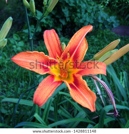 Macro photo nature blooming flower orange Lilium bulbiferum. Background texture plant fire lily with orange buds. Image plant blooming orange  tropical flower tiger lily