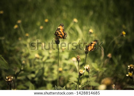 closeup of two monarch butterflies feeding on a small flower
