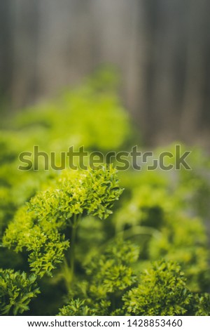 Close up picture of natural growing herbs in back garden, green herbs to spice healthy food. Natural growing in the sun.