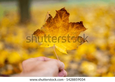 hand holding a fallen on the ground autumn colorful leaf 