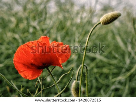 poppies growing in a meadow in a natural setting