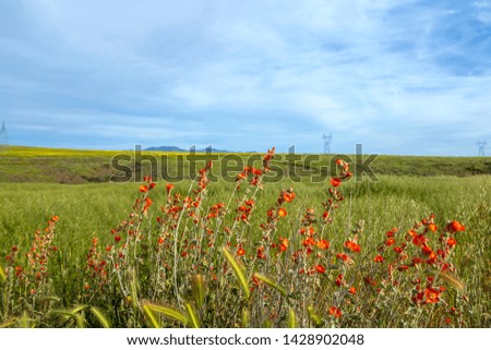 Green High Desert Grasslands in Spring time With Wildflowers in Arizona