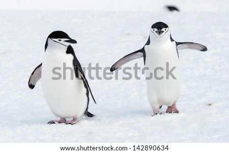 Couple of the chinstrap penguins
