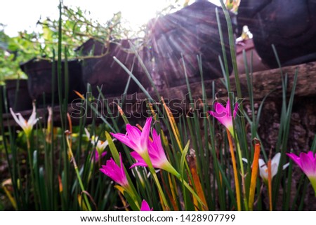 Beautiful pink flower with sun shine in the morning