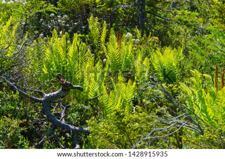Spruce forest in the Gros Morne National Park