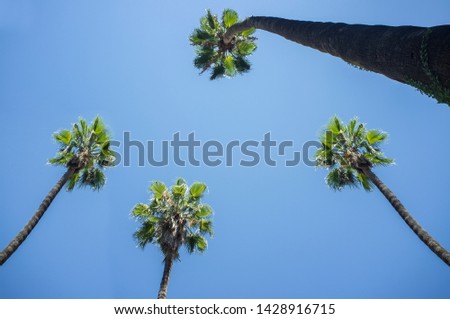 High palm trees against blue sky. Background