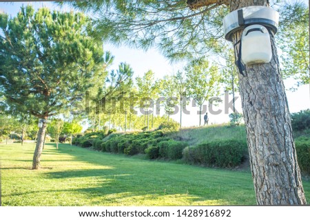 Pine trees with processionary trap. Public park