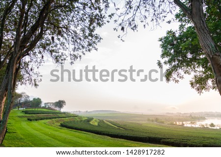 plantation farm landscape in morning ,selective focus 