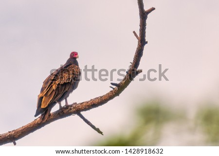 Turkey vulture perched on pine tree branch in Panama City, Florida