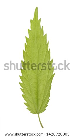 Green leaf of Urtica dioica, often known as common nettle or stinging nettle of the family Urticaceae isolated on white background