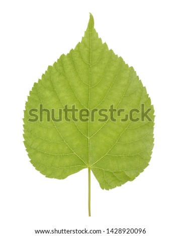 Green leaf of Linden or Tilia, commonly called lime trees, or lime bushes of the family Tiliaceae or Malvaceae isolated on white background. Royalty-Free Stock Photo #1428920096