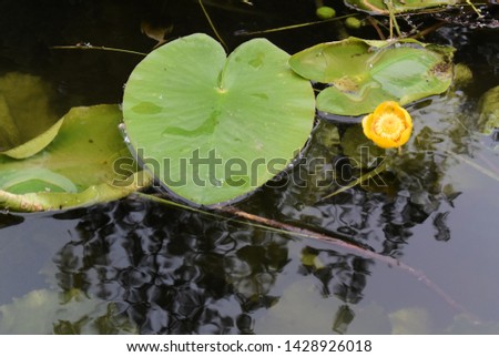 Picture background with flowers and leaves of water lilies in a pond.