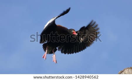 Action picture closeup of Whistling Duck in midflight action with extended wings about to land on tree top