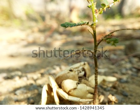 View of giant crab holding on branch of plant on soil. Close-up expression of crab when holding on plant with flare effect.  