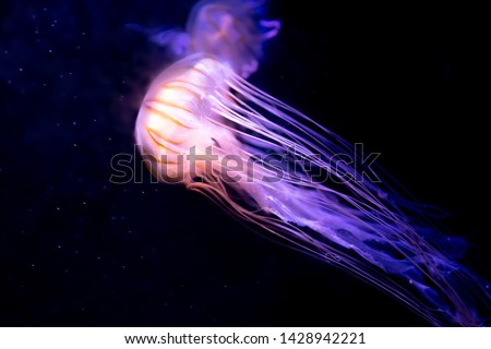Close-up Jellyfish, Medusa in fish tank with neon light. Jellyfish is free-swimming marine coelenterate with a jellylike bell- or saucer-shaped body that is typically transparent. Royalty-Free Stock Photo #1428942221