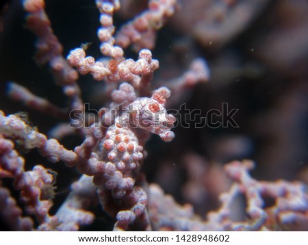A pygmy seahorse in its natural environment, a sea fan. Photo taken in the Lembeh-strait, North Sulawesi, Indonesia