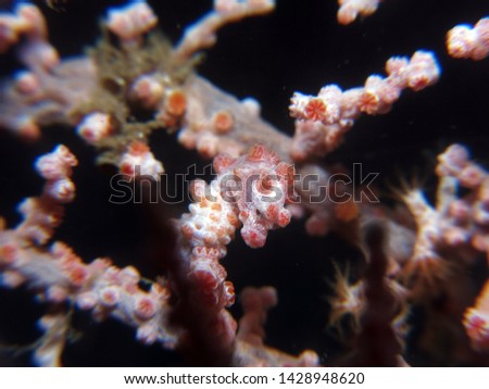A pygmy seahorse in its natural environment, a sea fan. Photo taken in the Lembeh-strait, North Sulawesi, Indonesia