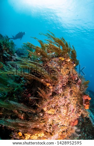 Soft coral and reef at LabuanBajo, Indonesia June 2019.