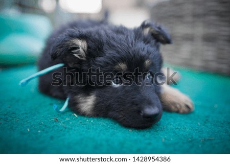 Cheerful black puppy lies and looks up on the turquoise carpet. Bohemian shepherd puppy.