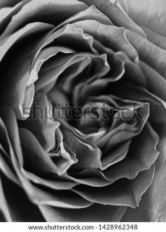 Black and white image of Rose