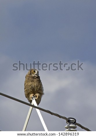 A young great-horned owl (Bubo virginianus ) perched on utility lines against a blue sky