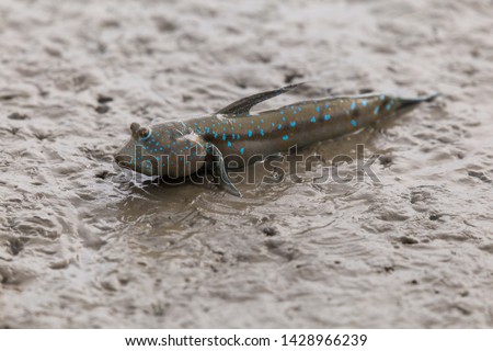 Mudskipper or Amphibious fish in the mud at mangrove forest in Satun, Thailand Royalty-Free Stock Photo #1428966239