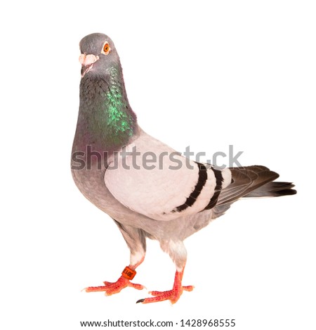 portrait full body of male speed racing pigeon bird isolate white background