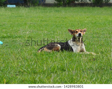 Brown and white dog sitting on grass in garden