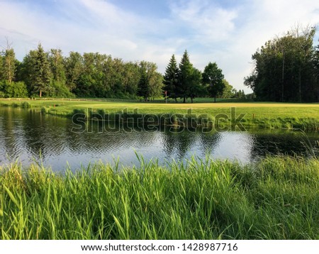 A beautiful golf green surrounded by water on a beautiful sunny summer day.  The trees in the background are reflecting on the water of the pond.  There are long green reeds in the foreground.