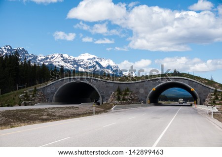Animal overpass on the highway through Banff National Park. Overpass is provided to allow large and small animals to pass over the busy highway. Royalty-Free Stock Photo #142899463