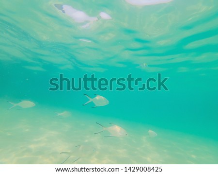 Beautiful tropical fish on the white sand beach