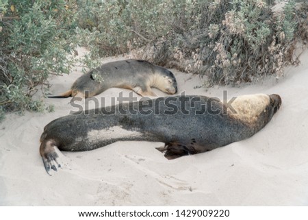 Seals of Seal Bay, Kangaroo Island South Australia