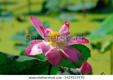 Lotus: High quality lotus pictures