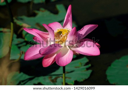 Lotus: High quality lotus pictures